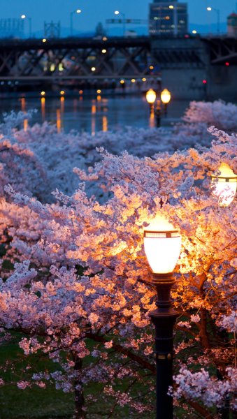 Красивая Весна в Москве