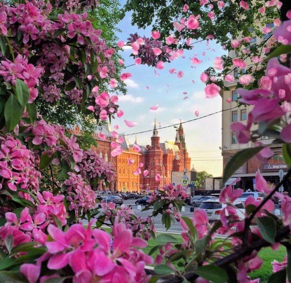 Магнолия в Праге