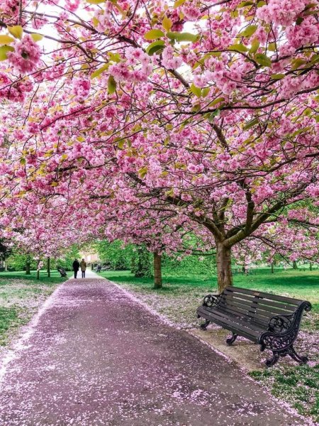 Фоны парк с розовыми деревьями