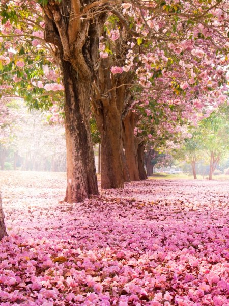 Весна природа