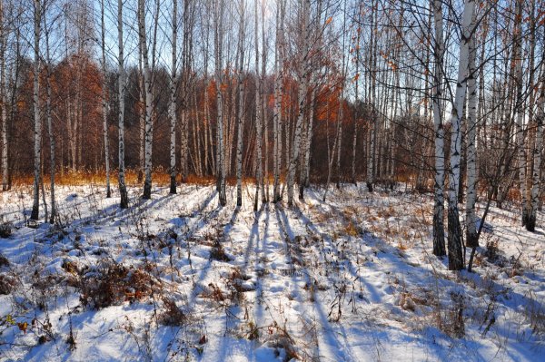 Поздняя осень в лесу