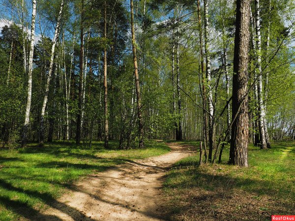 Поздняя Весна в лесу