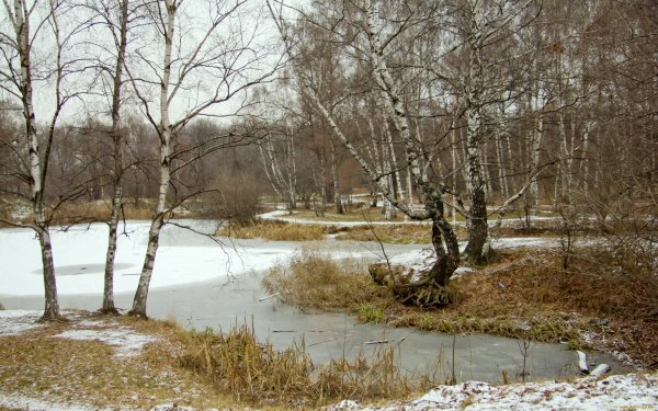 Лес поздней весной