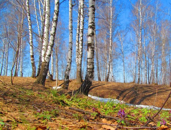 Весенний лес
