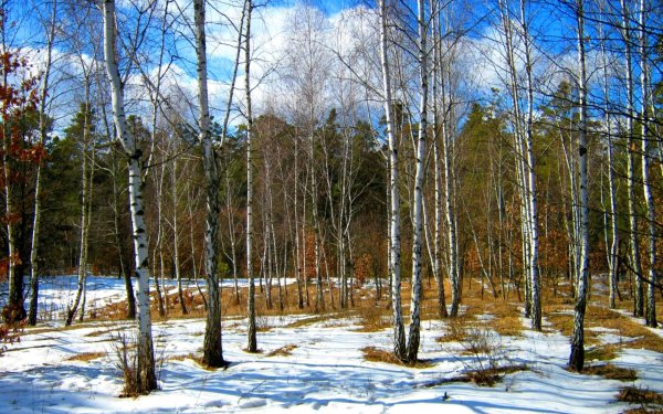 Весенний лес