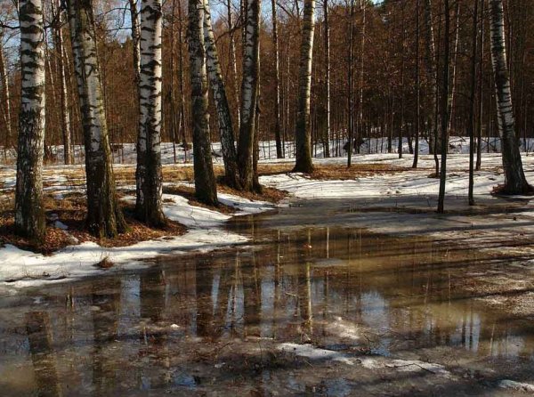 Март в лесу