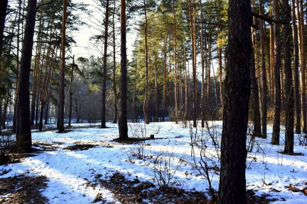 Март в лесу