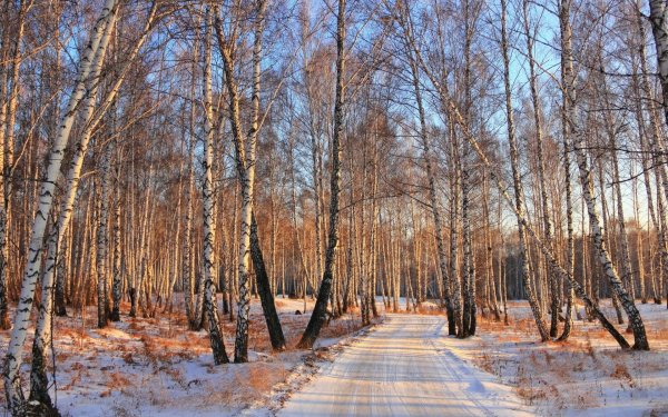 Березовая роща Новомосковск