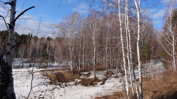Весенняя Поляна в лесу
