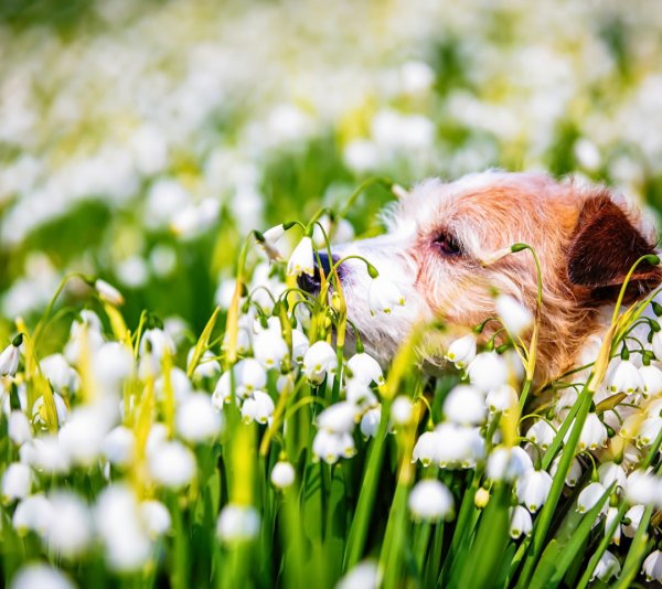 Собачки весенние