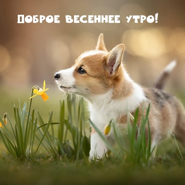 Щенки корги доброе утро