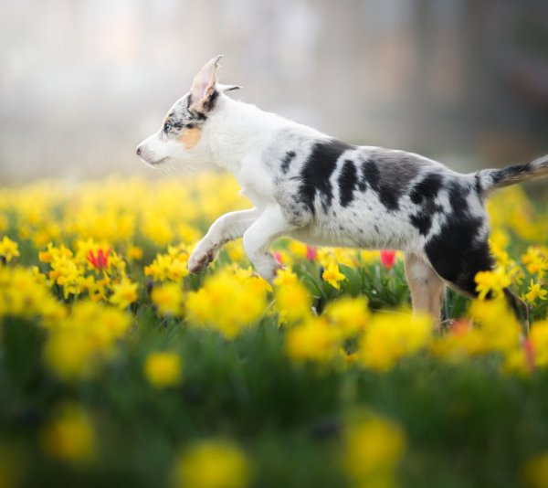 Август собачка бежит на природе доброго утра