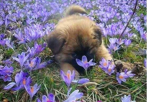 Доброе Весеннее утро собачки