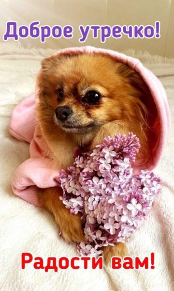 Открытки доброе утро с собаками