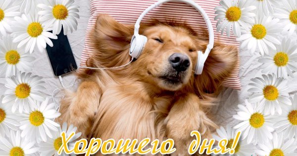 Отличного дня собака