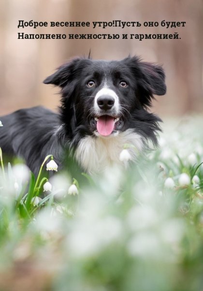 Утро собака доброе черное