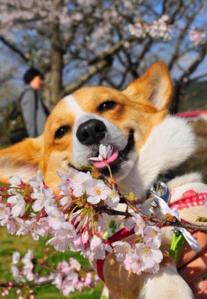 Корги и Сакура