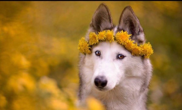 Собака в венке из одуванчиков