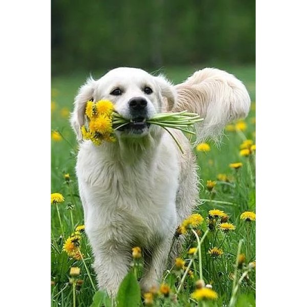 Золотистый ретривер в ромашках