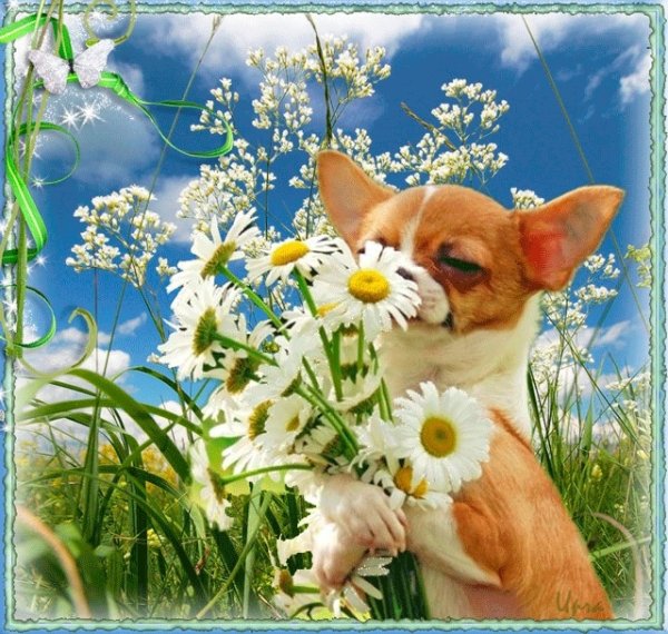 Доброго утра четверга с животными