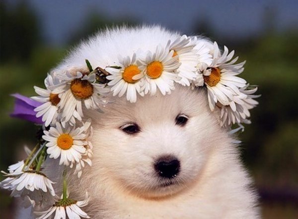 Собака с букетом