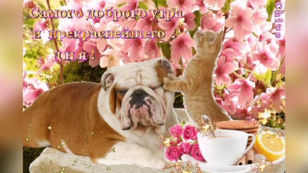 Хорошего настроения сирень