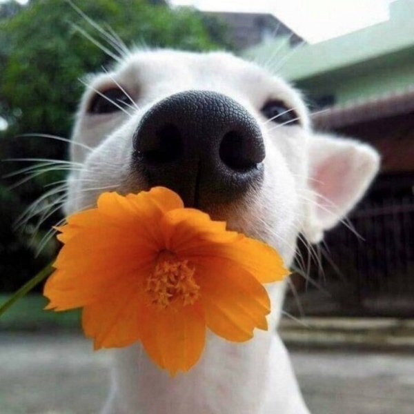 Утро цветы кот