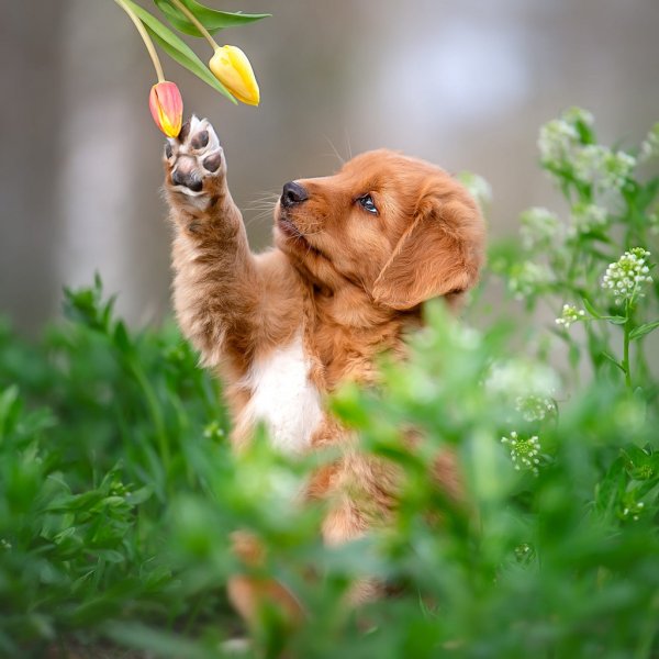 Собачка с ромашками