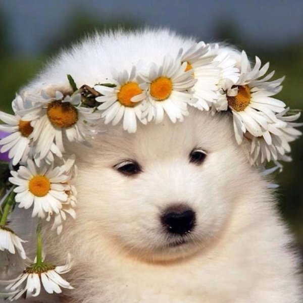 Пожелания с добрым утром с животными