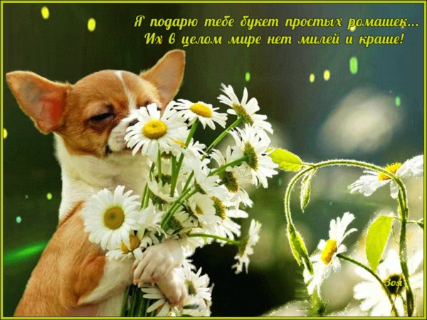 Собачки весенние