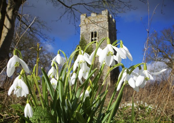 Флора Snowdrops Британии