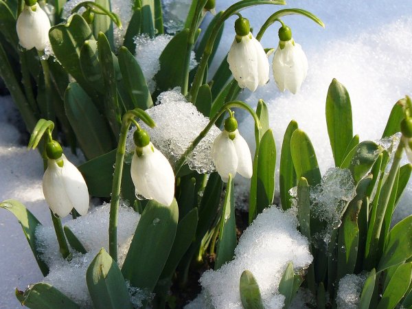 Зоя Александрова Подснежник