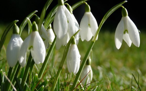 Весенние цветы