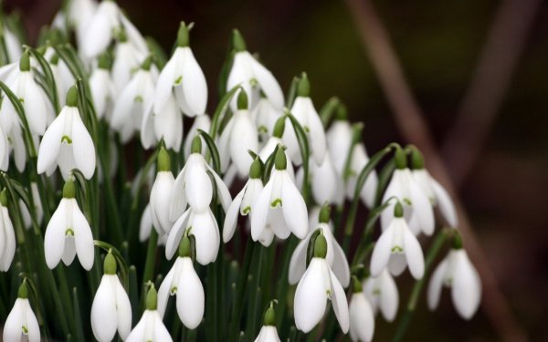 Подснежники Snowdrops