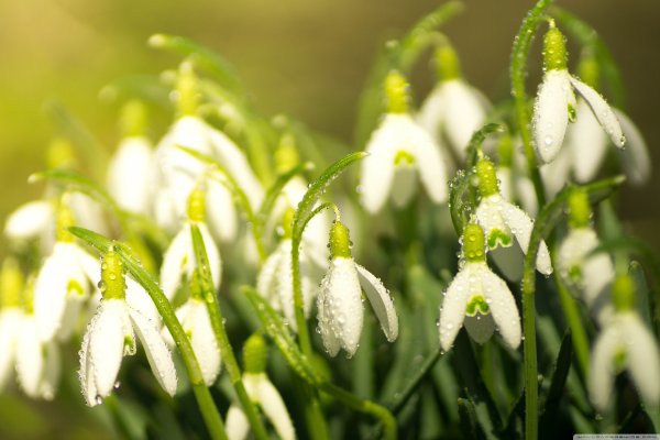 Первоцветы подснежники