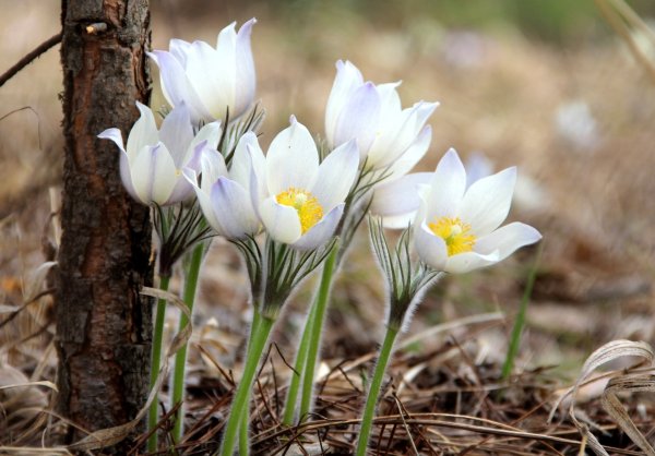 Весна подснежники крокусы
