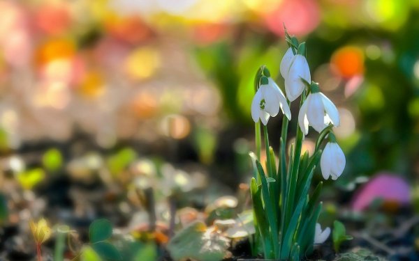 Примула Подснежник