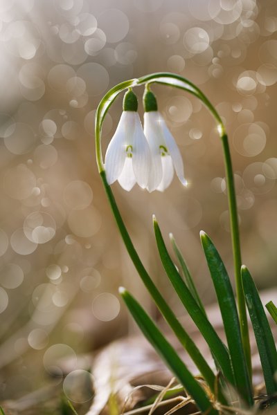 Подснежник белоцветник весенний снег