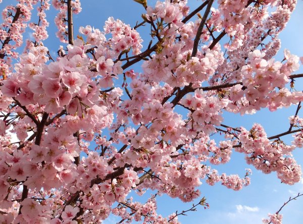 Весна нежность