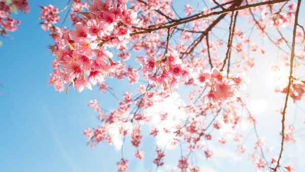 Цветы и небо