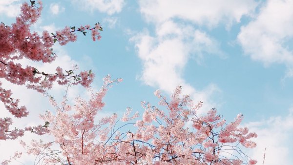 Весна природа