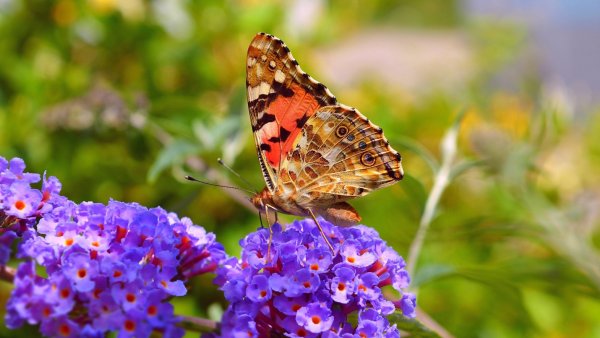 Бабочки в природе