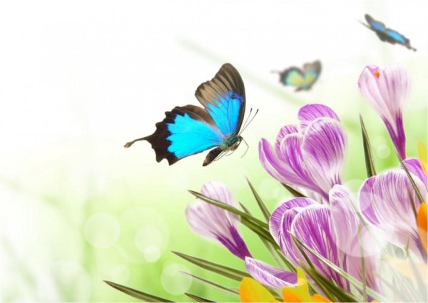 Бабочки цветочки