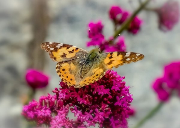 Бабочка пурпурная роза