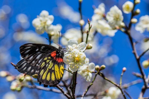 Весна бабочки