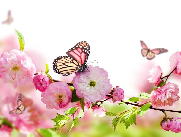 Нежные цветы и бабочки