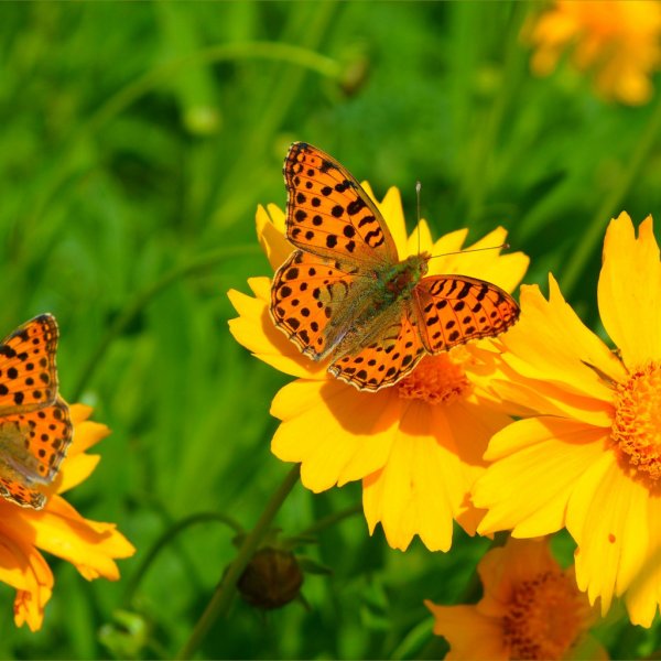 Бабочки летают над лугом