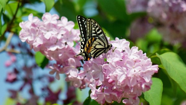 Сирень и бабочки