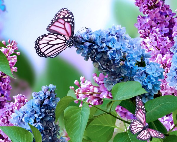 Красивая сирень