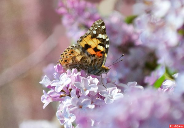 Весенние бабочки